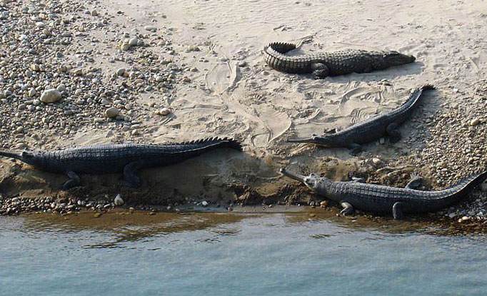 Bardia Jungle Safari